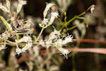 Narrowleaf bushy eupatorium